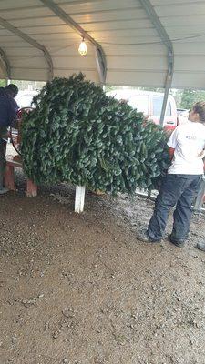 The staff bailing our tree