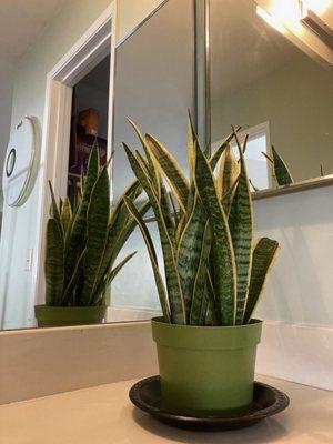 Mother-in-law Tongue or Snake plant. Love it!