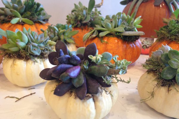 Learn to create your own Pumpkins topped with Succulents! It's a fall favorite!