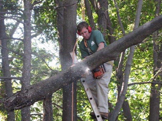 Tree and tree limb removal