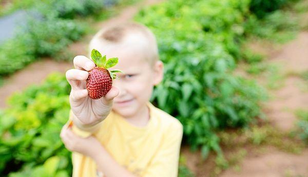 Strawberry Picking