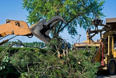 Sierra Mountain Tree Service