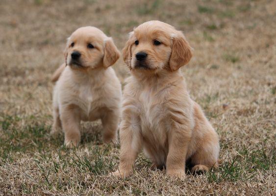 Golden Retriever puppies Maple X Chicco litter