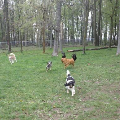 large outdoor yards for playtime