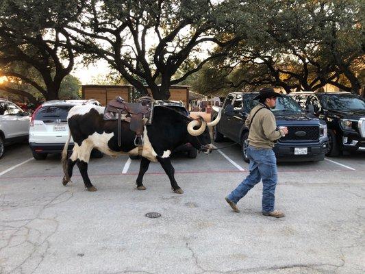 Weirdly docile bull for photos.