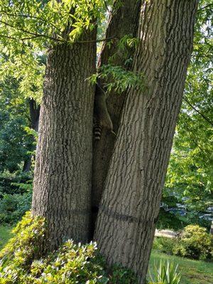 This poor racoon had fallen or somehow gotten wedged in our tree and died. Adcock's removed it quickly for a reasonable price. Great job!