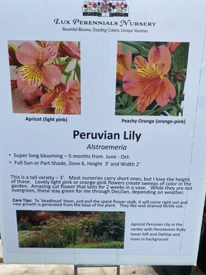 Peruvian Lily