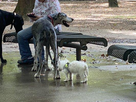 Doggies big and small