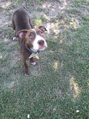 Our Charlie girl enjoying the dog park.