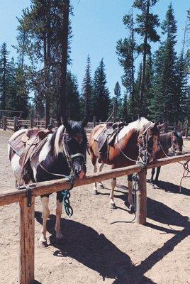 Three of the pretty trail horses.