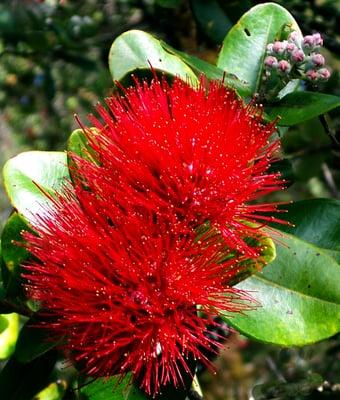 Lehua blossoms