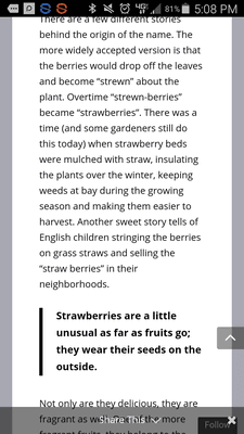 Each National Day mentions interesting facts about the subject being celebrated. This example is a strawberry.