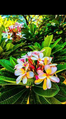 Plumeria