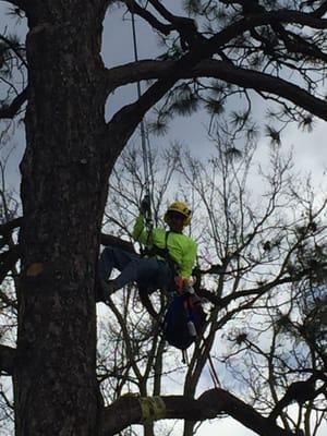 Our Climber is a Certified Arborist who KNOWS how to care for your trees!