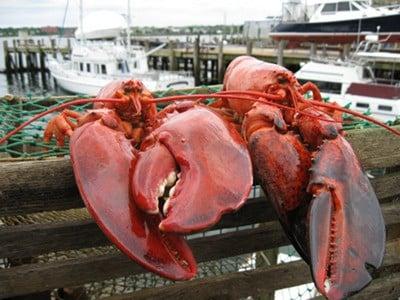 Live Maine lobster from the boat to your door overnight!