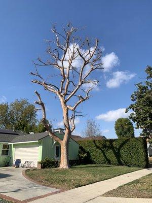 Tree trimming after