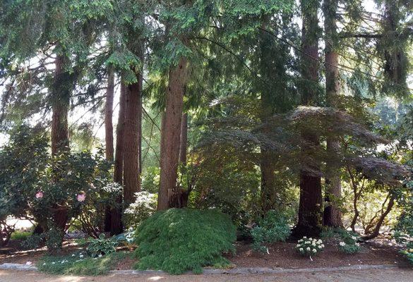 Majestic Douglas Firs protecting the rhododendrons beneath.