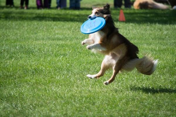 Beantown Disc Dogs at Pet Palooza, Somerville Festival