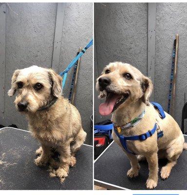 Dogs look and feel better after their groom