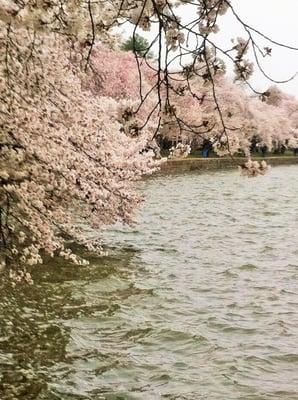 Washington DC's Cherry Blossom Festival.