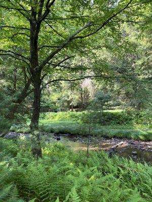 Cook Forest State Park