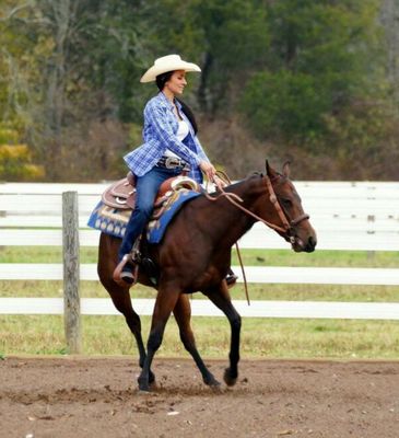 AB Performance Horses