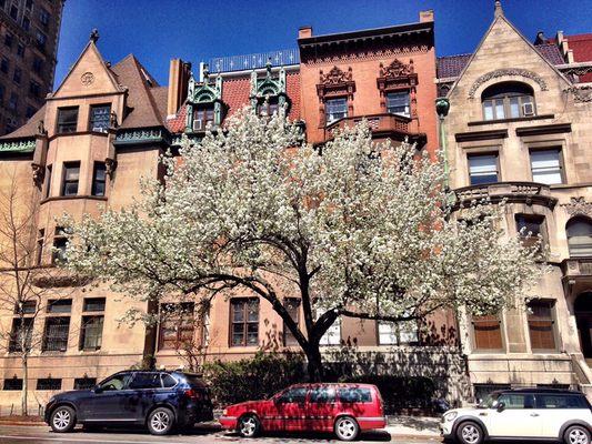 UWS brownstones in the spring.