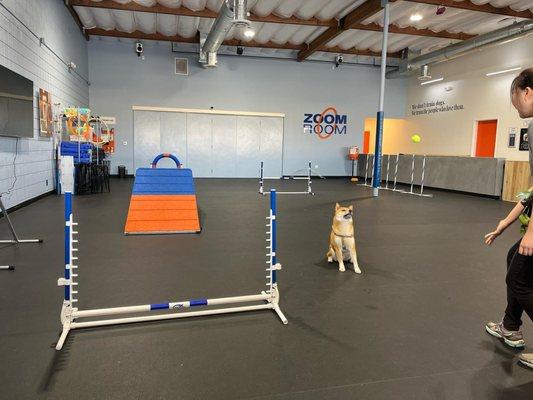 Zoom Room Dog Training