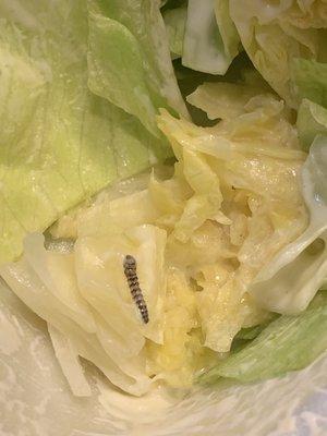 Caterpillars not good for a salad or a vegetarian...