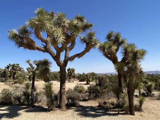 Black Rock Campground