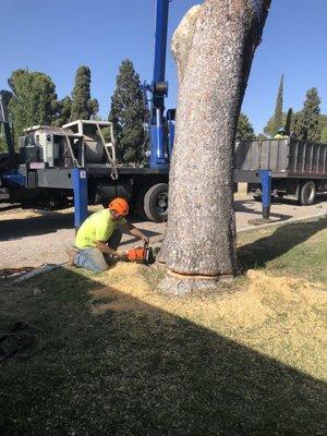 Base cut on the pine at Evergreens Cemetery.