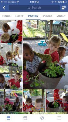 Gardening "planting tomatoes"!