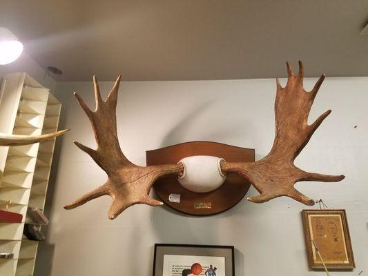 Authentic Moose Antlers For Sale!