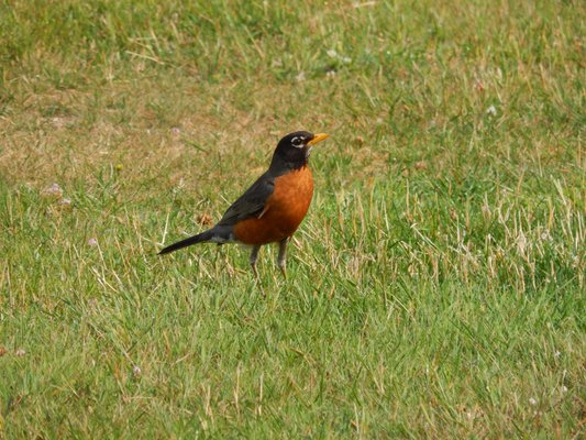 Red Robin at alert.