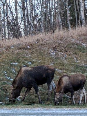 Moose about 3-5 miles from here.