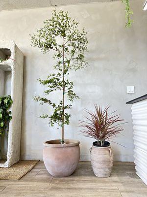 Black olive tree 
Shady lady plant