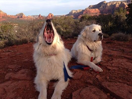 Zoey & Zeus on the trail in Sedona