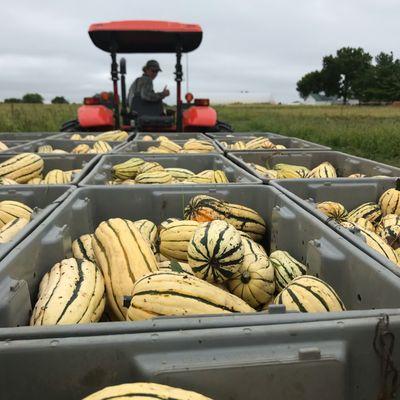 Harvest time