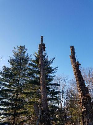 Tree removal Locust tree