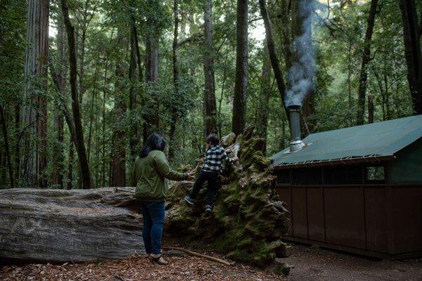 Majestic redwoods right outside your front door!