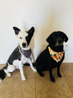 Puppy pampering mud baths today for these two