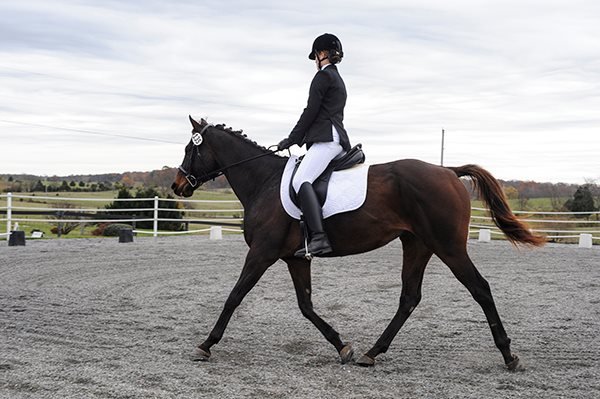 Dressage