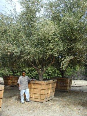 Boxed Olive Trees