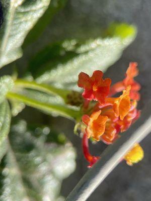 Teeny Tiny Flowers