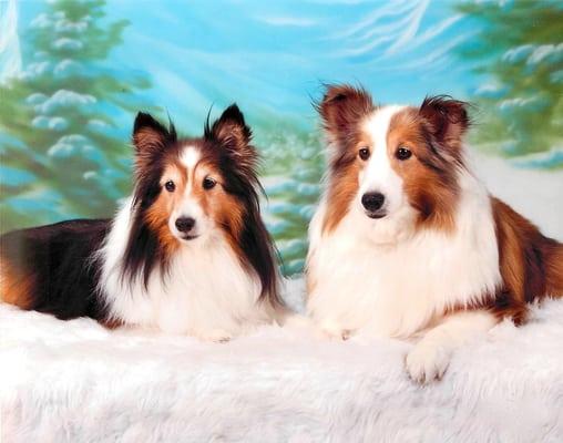 Meet Missy and Miss Molly. My rescued Shelties from NorCal Sheltie Rescue. 