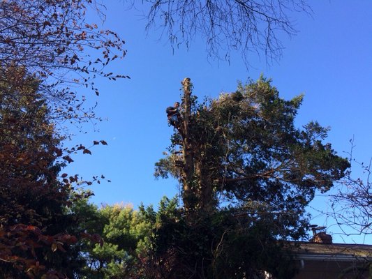 This is John removing a large spruce tree from my house.