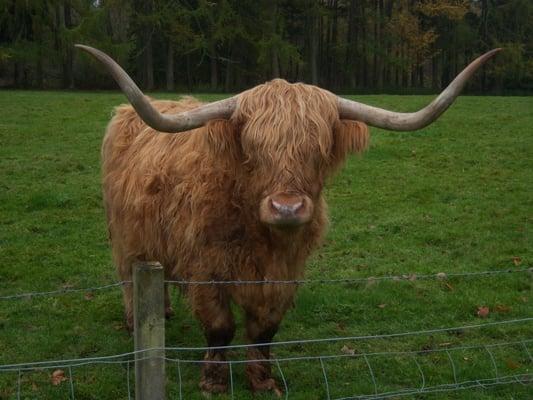 Heilan Coo