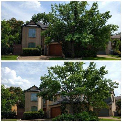 Nice work cleaning up our trees in the front yard.