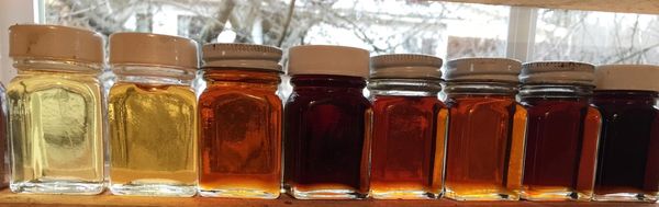 Maple Syrup Grading bottles in the window of our sugarhouse