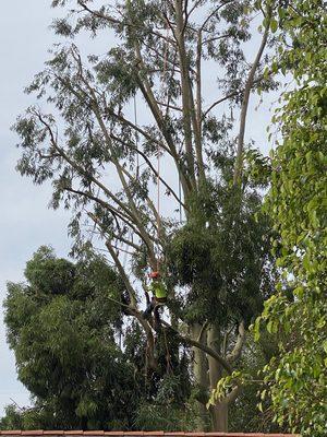 tree service